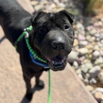 Cajun Crunch -  Shar Pei and Mixed Breed Dog for Adoption in Salt Lake City, Utah - Cajun Crunch | PetCurious