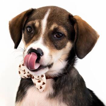 Mixed Breed Dogs Available for Adoption in Mettawa, Illinois - Hailey So Stunning | PetCurious