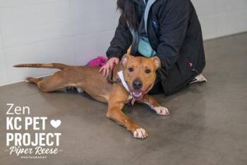 Pit Bull Terrier and Mixed Breed Dogs Available for Adoption in Kansas City, Missouri - Zen | PetCurious