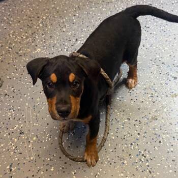 TUSC-Stray-85100_2_3_4 -  Hound and Mixed Breed Dog for Adoption in Tuscaloosa, Alabama - TUSC-Stray-85100_2_3_4 | PetCurious