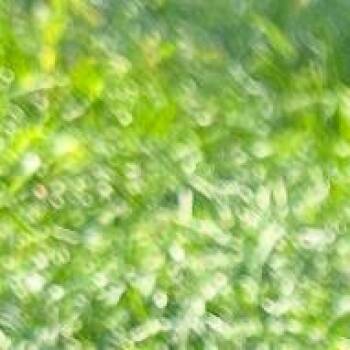 Australian Cattle Dog Blue Heeler Dogs Available for Adoption in Blair, Wisconsin - Willa | PetCurious