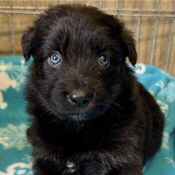 Hawk -  Shepherd and Border Collie Dog for Adoption in Larkfield-wikiup, California - Hawk | PetCurious