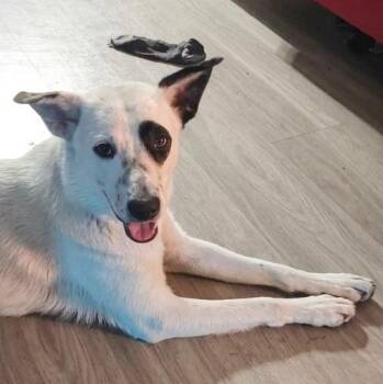 Shepherd Dogs Available for Adoption in Houston, Texas - Sunshine | PetCurious