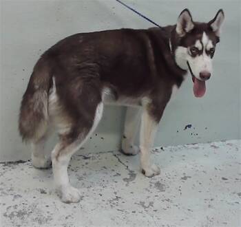 Husky and Mixed Breed Dogs Available for Adoption - A2060742 | PetCurious