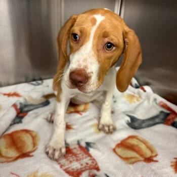 Mixed Breed Dogs Available for Adoption in Lake Jackson, Texas - Nashville | PetCurious