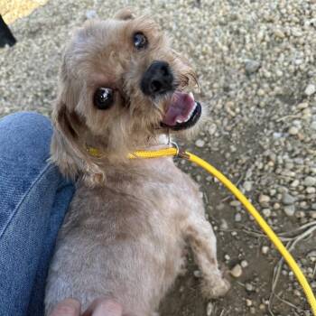 Miles -  Mixed Breed Dog for Adoption in Philadelphia, Pennsylvania - Miles | PetCurious