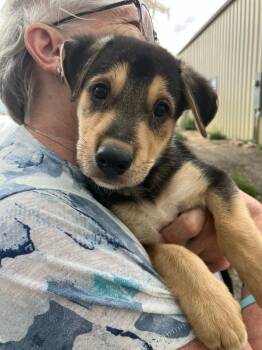 Bean Dip - Pinto -  Shepherd and Collie Dog for Adoption in Aurora, Colorado - Bean Dip - Pinto | PetCurious