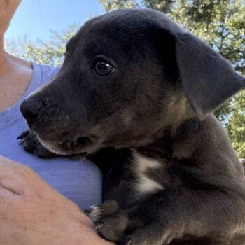 Clay -  Chihuahua Dog for Adoption in Sanford, North Carolina - Clay | PetCurious