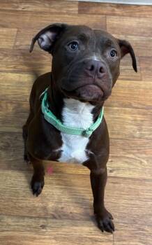 Destiny -  Mixed Breed Dog for Adoption in Ocala, Florida - Destiny | PetCurious
