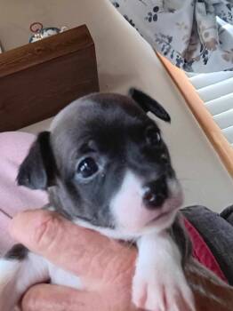 Rescue Shih Tzu and Yorkshire Terrier Dogs for Adoption in Ashville, Ohio - Bambi Litter - Bambi | PetCurious