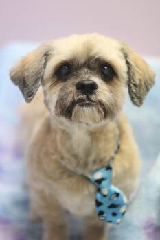 Shih Tzu Dogs Available for Adoption - Stevy In NH! Come Meet Our Adoptable Dogs Wednesday-Saturday. Mo | PetCurious