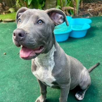 Opal -  Pit Bull Terrier Dog for Adoption in Lake Worth Beach, Florida - Opal | PetCurious