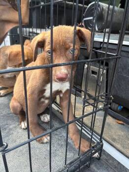 Gia -  Labrador Retriever Dog for Adoption in Mobile, Alabama - Gia | PetCurious