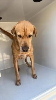 A661416 -  Labrador Retriever and Mixed Breed Dog for Adoption in Houston, Texas - A661416 | PetCurious