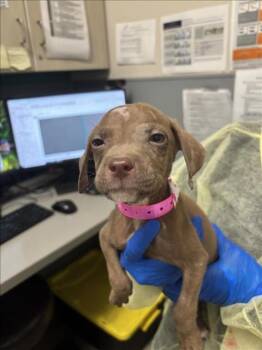 HILLARY RUFF -  Pit Bull Terrier Dog for Adoption in Las Vegas, Nevada - HILLARY RUFF | PetCurious