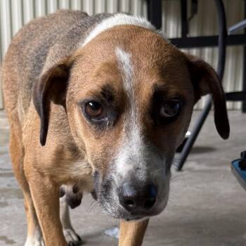 Lola -  Beagle Dog for Adoption in Jacksonville, Arkansas - Lola | PetCurious