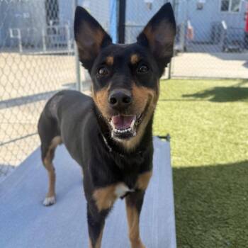 Australian Kelpie Dogs Available for Adoption in Long Beach, California - Robin | PetCurious