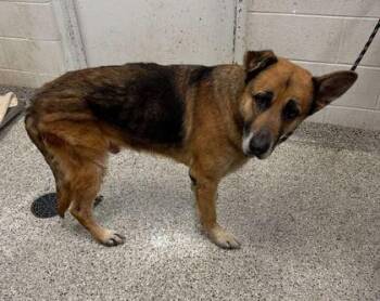Harold -  German Shepherd Dog and Mixed Breed Dog Available for Adoption in Kansas City, Missouri - Harold | PetCurious