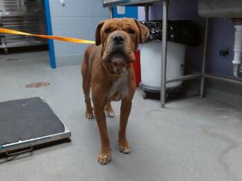 PORKCHOP -  Boxer and Mixed Breed Dog for Adoption in Albuquerque, New Mexico - PORKCHOP | PetCurious