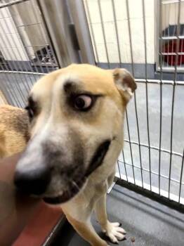 Rescue German Shepherd Dog and Siberian Husky Dogs for Adoption in Indianapolis, Indiana - HERA | PetCurious