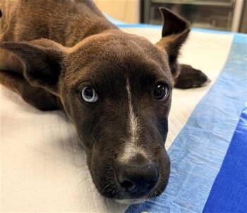 Pit Bull Terrier and Siberian Husky Dogs Available for Adoption in Camarillo, California - A880600 | PetCurious