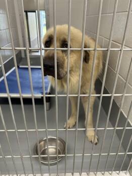 Anatolian Shepherd Dogs Available for Adoption in Ocala, Florida - TOBY | PetCurious