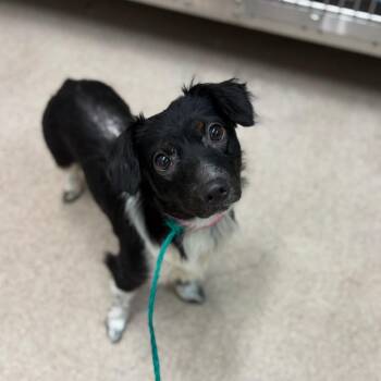 Zoey -  Mixed Breed Dog for Adoption in Ardmore, Oklahoma - Zoey | PetCurious