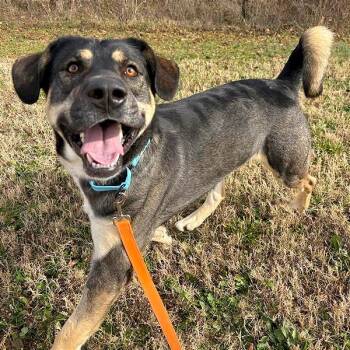 Rescue Mixed Breed Dogs for Adoption in Bentonville, Arkansas - Gumbo | PetCurious