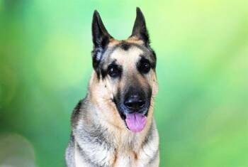 STANY -  German Shepherd Dog Dog for Adoption in Fort Lauderdale, Florida - STANY | PetCurious
