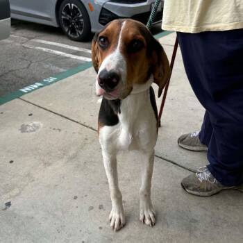 Brutus - Chino Hills Location -  Hound Dog for Adoption in Chino Hills, California - Brutus - Chino Hills Location | PetCurious