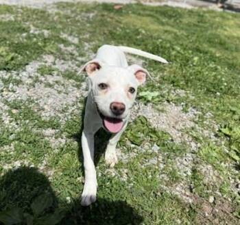 Boxer and Mixed Breed Dogs Available for Adoption in Bowling Green, Kentucky - Opie | PetCurious