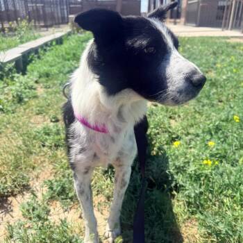 Dolly -  Border Collie and Australian Cattle Dog Blue Heeler Dog for Adoption in Great Falls, Montana - Dolly | PetCurious