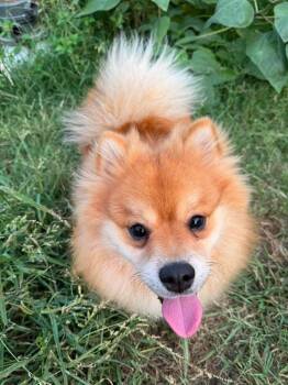 Gancito -  Pomeranian Dog for Adoption in Shawnee, Oklahoma - Gancito | PetCurious