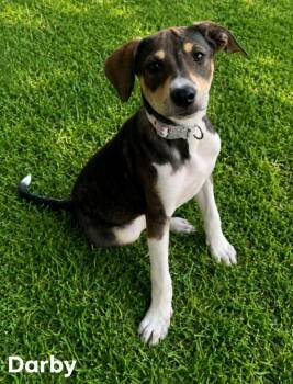 Darby Kelly -  Catahoula Leopard Dog and Hound Dog for Adoption in El Dorado, Arkansas - Darby Kelly | PetCurious