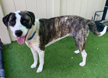 Rescue Hound and Mixed Breed Dogs for Adoption in Sarasota, Florida - ANNABELLE | PetCurious
