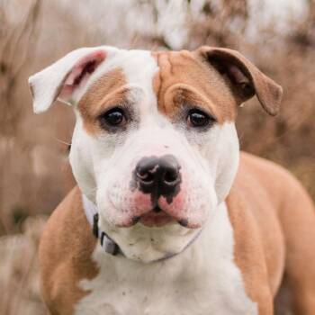 Kay -  Mixed Breed Dog for Adoption in Middletown, Rhode Island - Kay | PetCurious