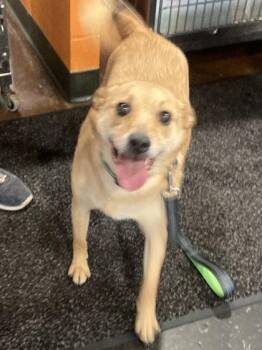 Scrappy -  Mixed Breed Dog for Adoption in Cincinnati, Ohio - Scrappy | PetCurious