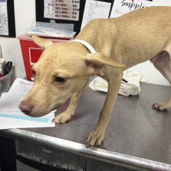 Gabe -  Feist Dog for Adoption in Birmingham, Alabama - Gabe | PetCurious