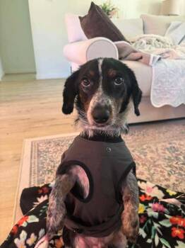 Biscuit -  Dachshund Dog for Adoption in Brewster, New York - Biscuit | PetCurious