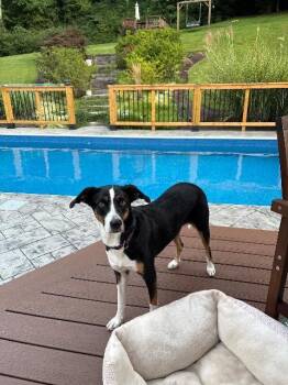 Rescue Hound and Mixed Breed Dogs for Adoption in Hampton, Virginia - Maggie | PetCurious