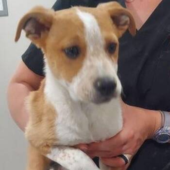 Australian Cattle Dog Blue Heeler and Mixed Breed Dogs Available for Adoption in Lake Havasu City, Arizona - Donatello | PetCurious