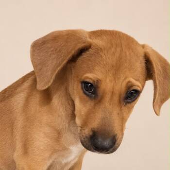 SHAGGY (out of town) -  Labrador Retriever Dog for Adoption in New York, New York - SHAGGY (out Of Town) | PetCurious