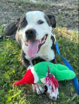 Rescue Pit Bull Terrier Dogs for Adoption in Eagle, Idaho - Mindy | PetCurious