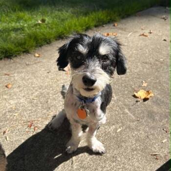 Rocky the Poodle -  Poodle and Dachshund Dog for Adoption in Holly Springs, North Carolina - Rocky The Poodle | PetCurious
