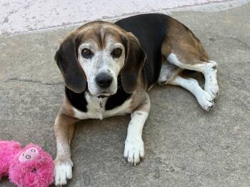 Beagle Dogs Available for Adoption in Elk Grove, California - Mumford | PetCurious