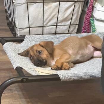 Greta -  Shepherd and Mixed Breed Dog for Adoption in Parkersburg, West Virginia - Greta | PetCurious