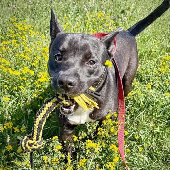 BUD -  Pit Bull Terrier Dog for Adoption in Ashland, Ohio - BUD | PetCurious