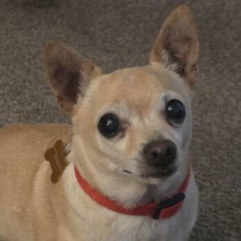 Grandpappy -  Chihuahua Dog for Adoption in Normal, Illinois - Grandpappy | PetCurious