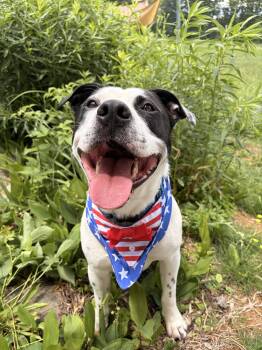 Marino -  Pit Bull Terrier Dog for Adoption in New Boston, New Hampshire - Marino | PetCurious