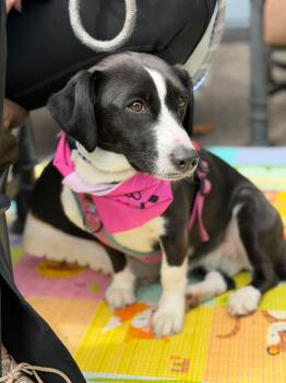 Oreo -  English Springer Spaniel Dog for Adoption in Westwood, New Jersey - Oreo | PetCurious